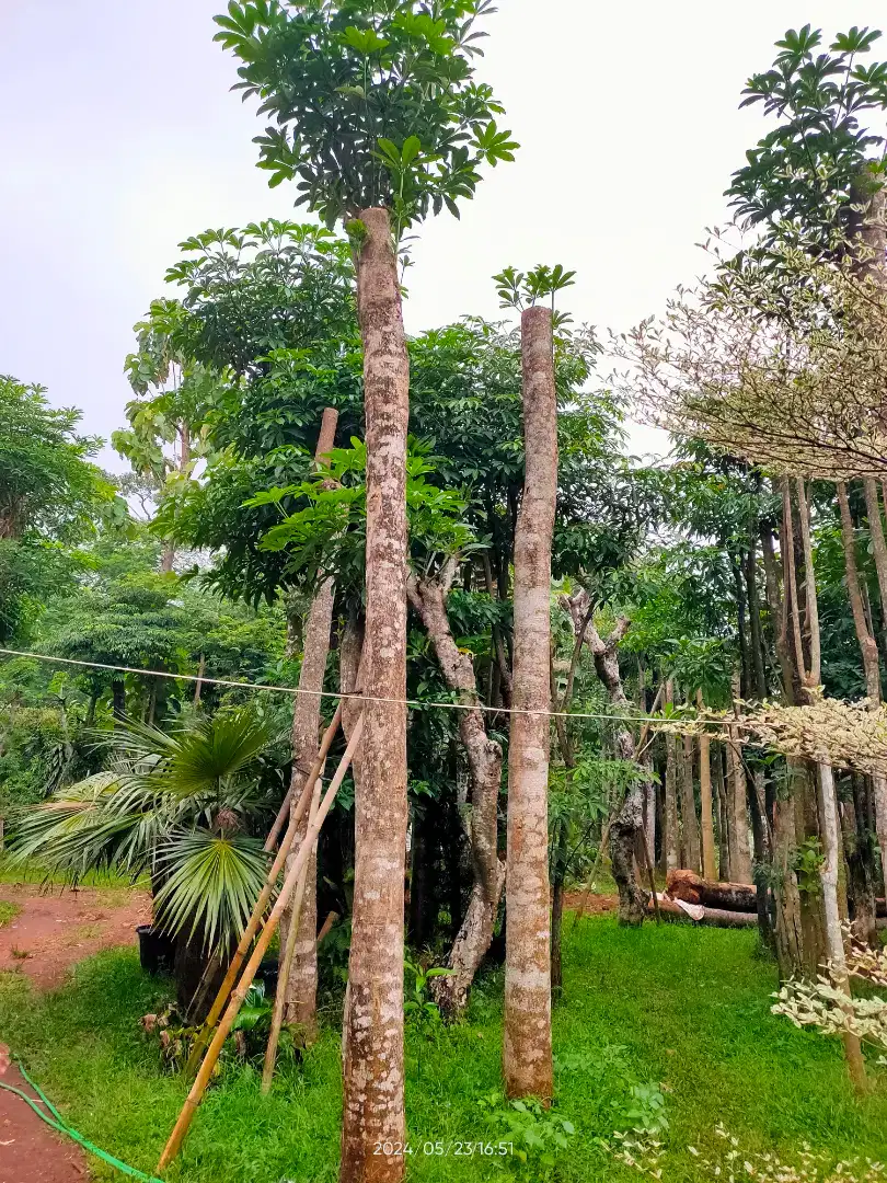 Pohon Pule Tunggal dan Cabang Grouping