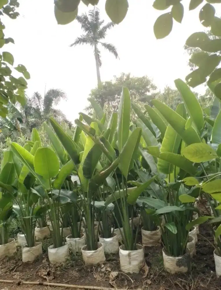 Jual Tanaman Pisang Kipas/ Dekorasi Taman