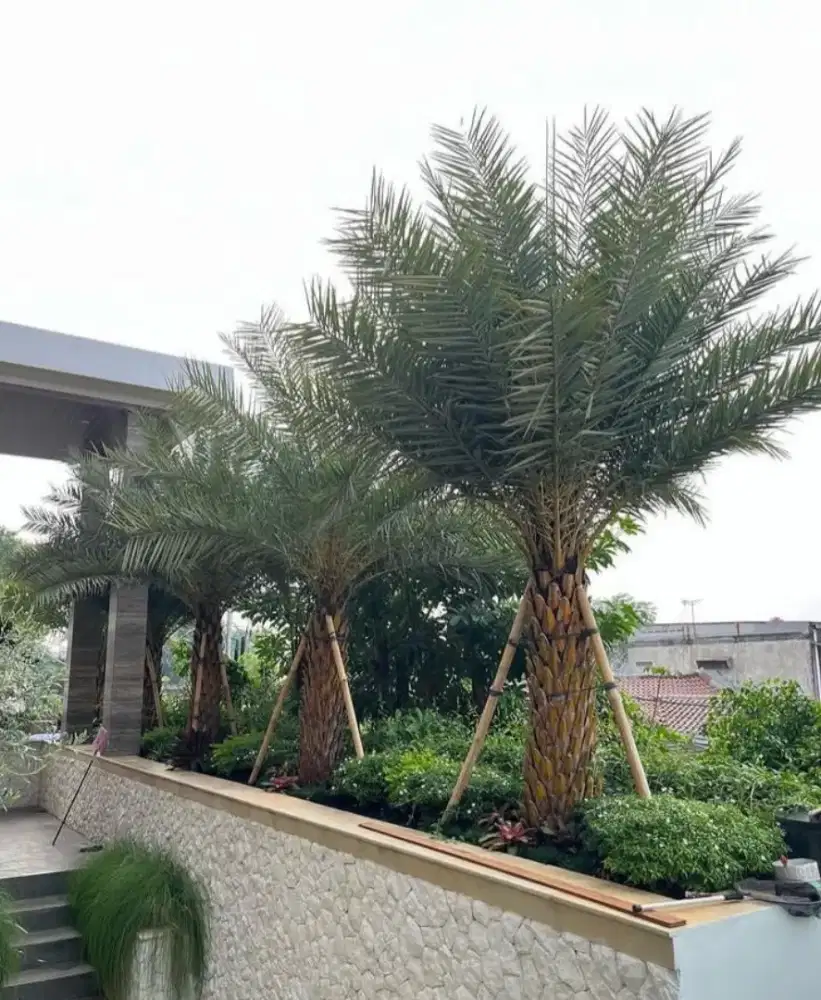 Jual Tanaman Hias Kenari/Kontruksi Pembuatan Taman