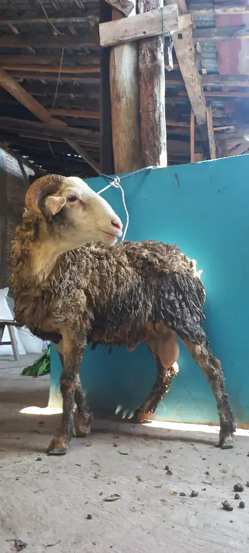 Domba qurban jogja