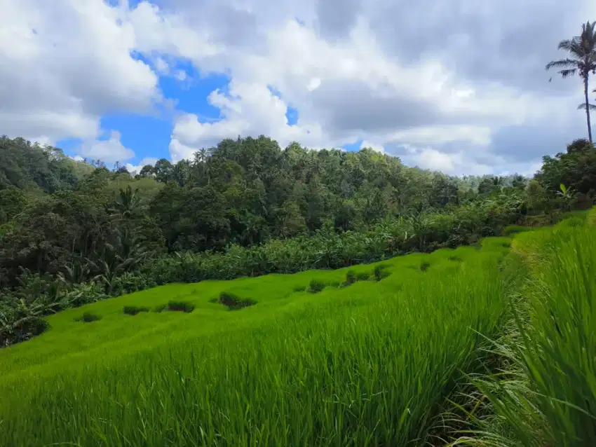 Dijual Tanah Kebun Durian View Sawah Los Sungai Di Tabanan Bali