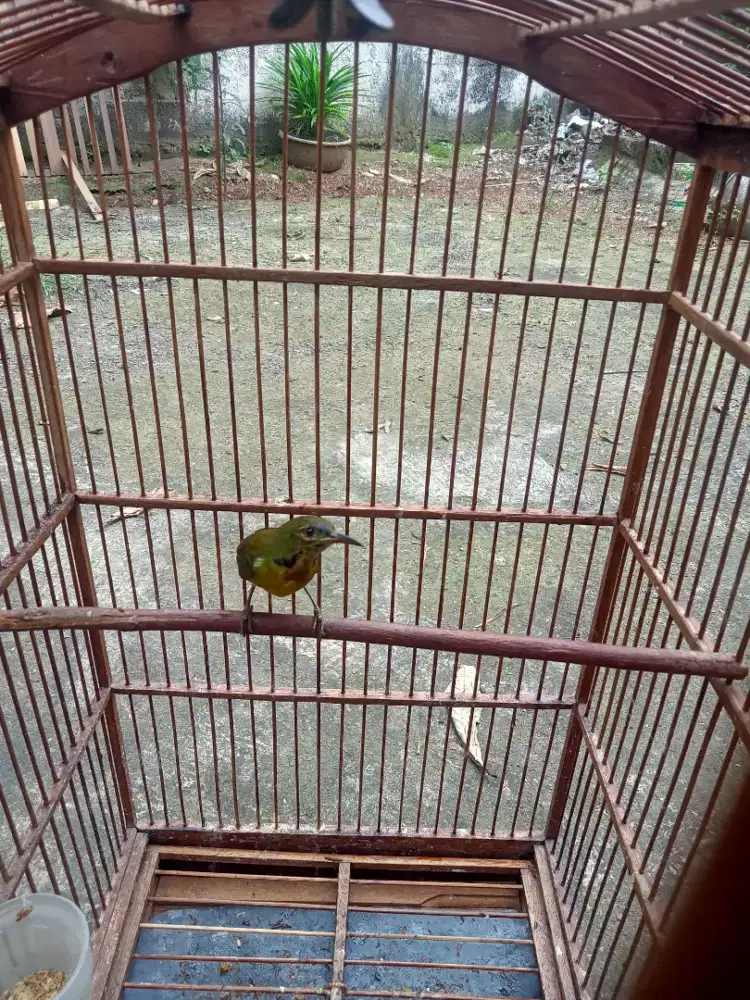 Kolibri kelapa A2 burja