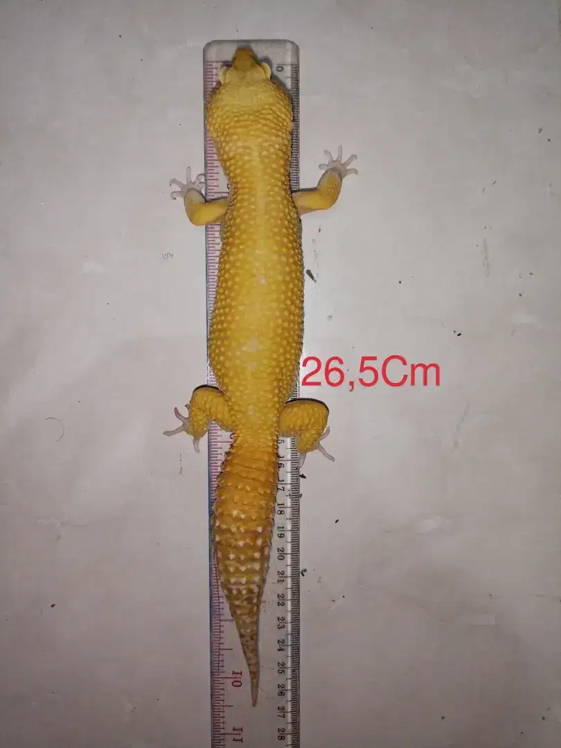 Leopard Gecko Super Giant