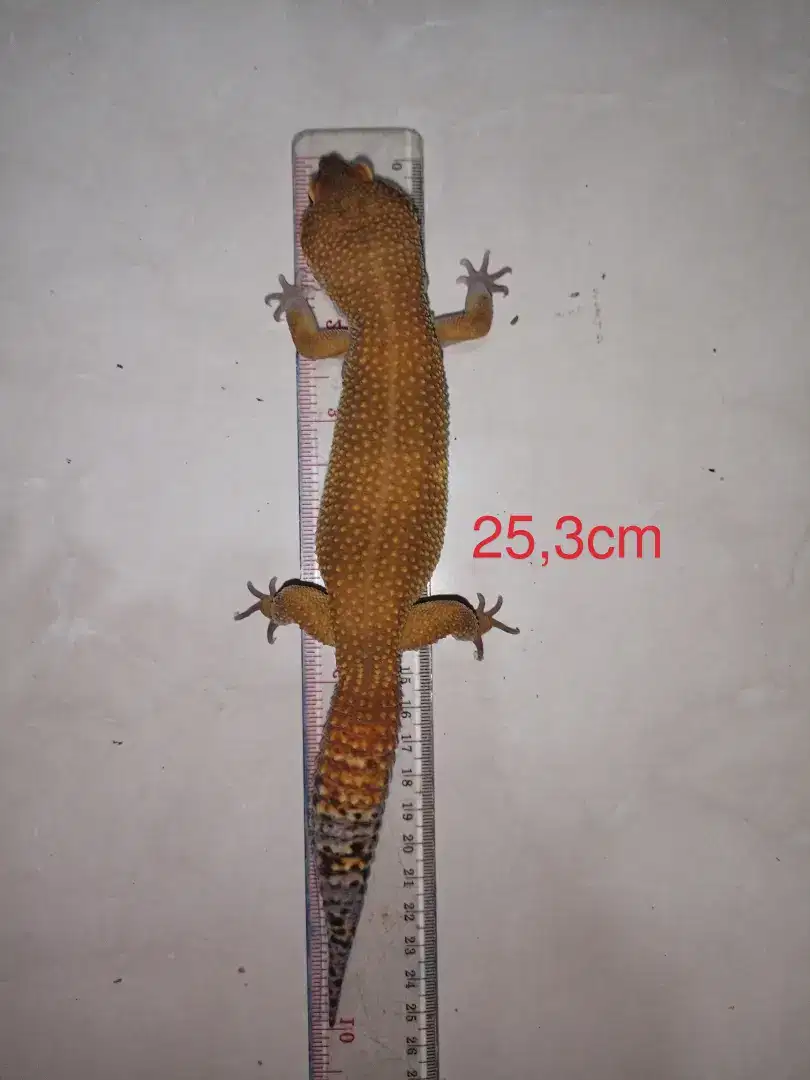 Leopard Gecko Super Giant