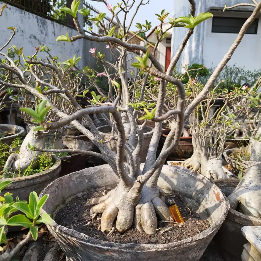 Adenium Thaisocotranum Kaki Gurita