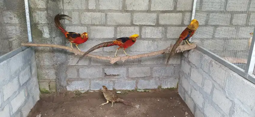 Golden pheasant