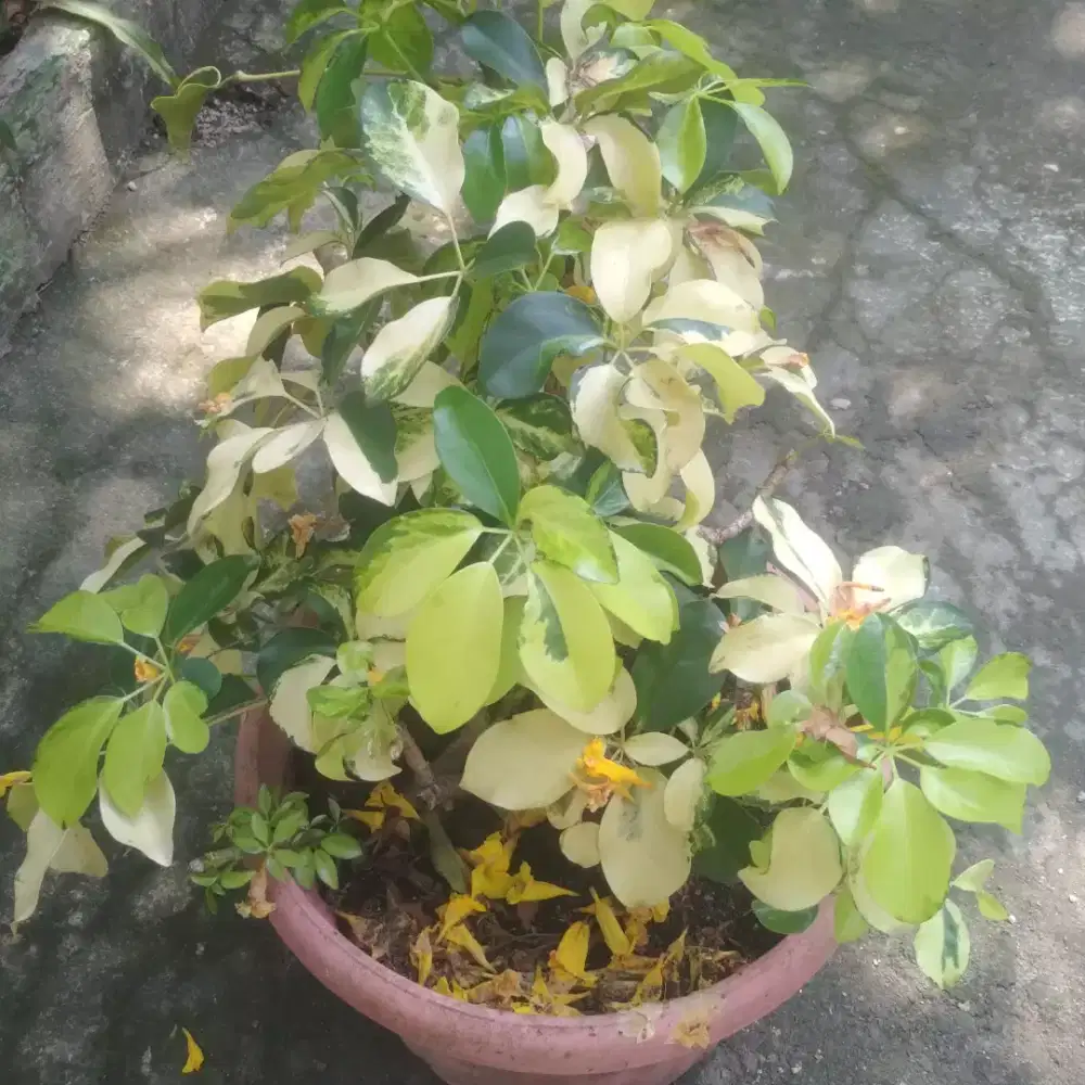 Pohon Walisongo hijau besar . Fosil tinggi 2meter