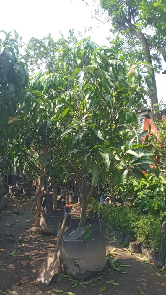 Pohon manggah yuen seri 6