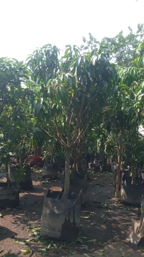 Pohon manggah kiojay