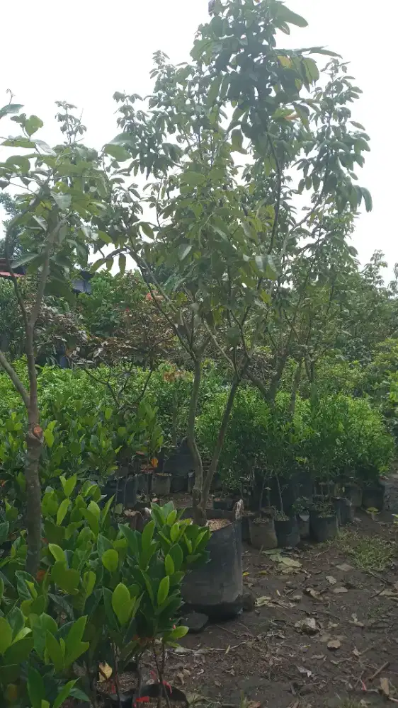 Pohon klengkeng matalada