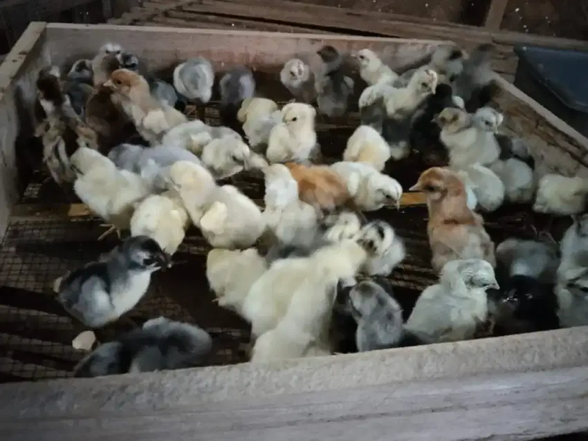 DOC Ayam Sentul Seleksi SENSI