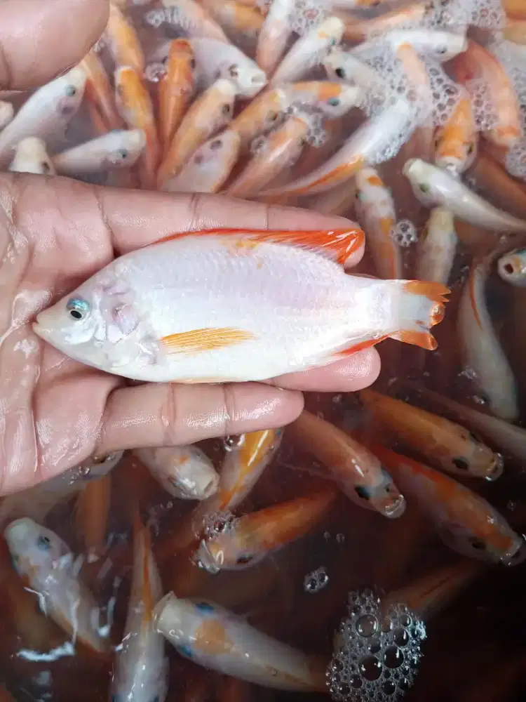 Bibit Nila Bangkok Monosex Min Order 200 Ekor