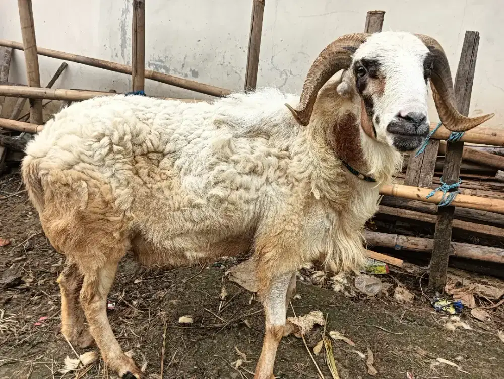 Jual Kambing Domba Aqiqah