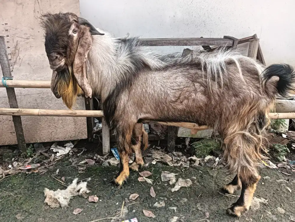 Jual Kambing dan Domba untuk Aqikah