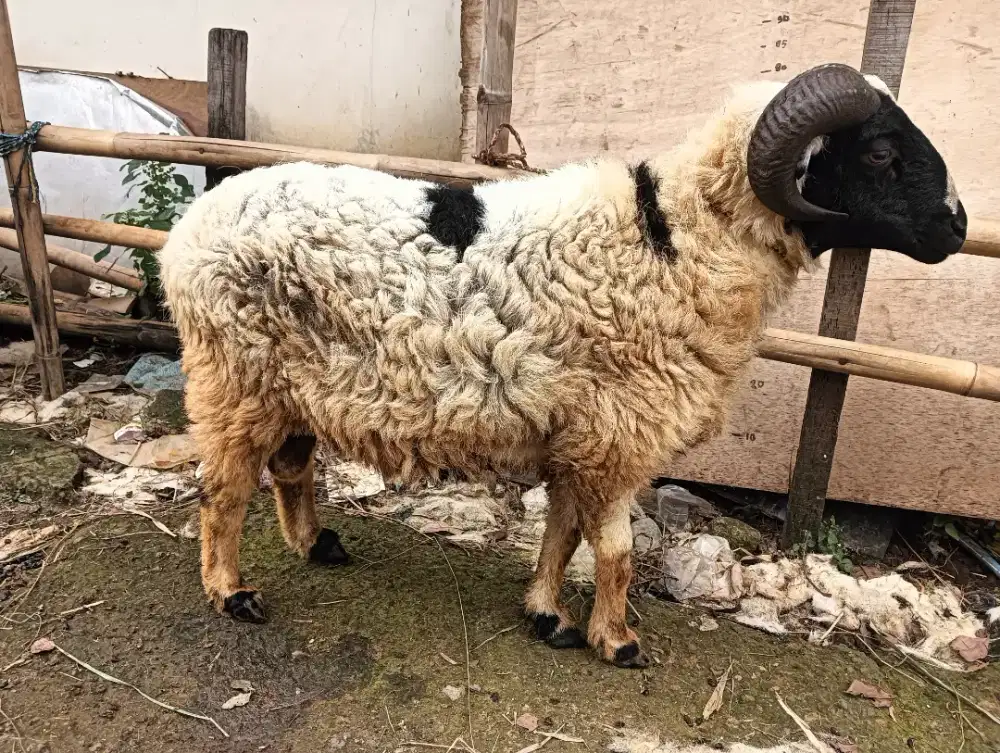 Jual Kambing Domba Aqiqah