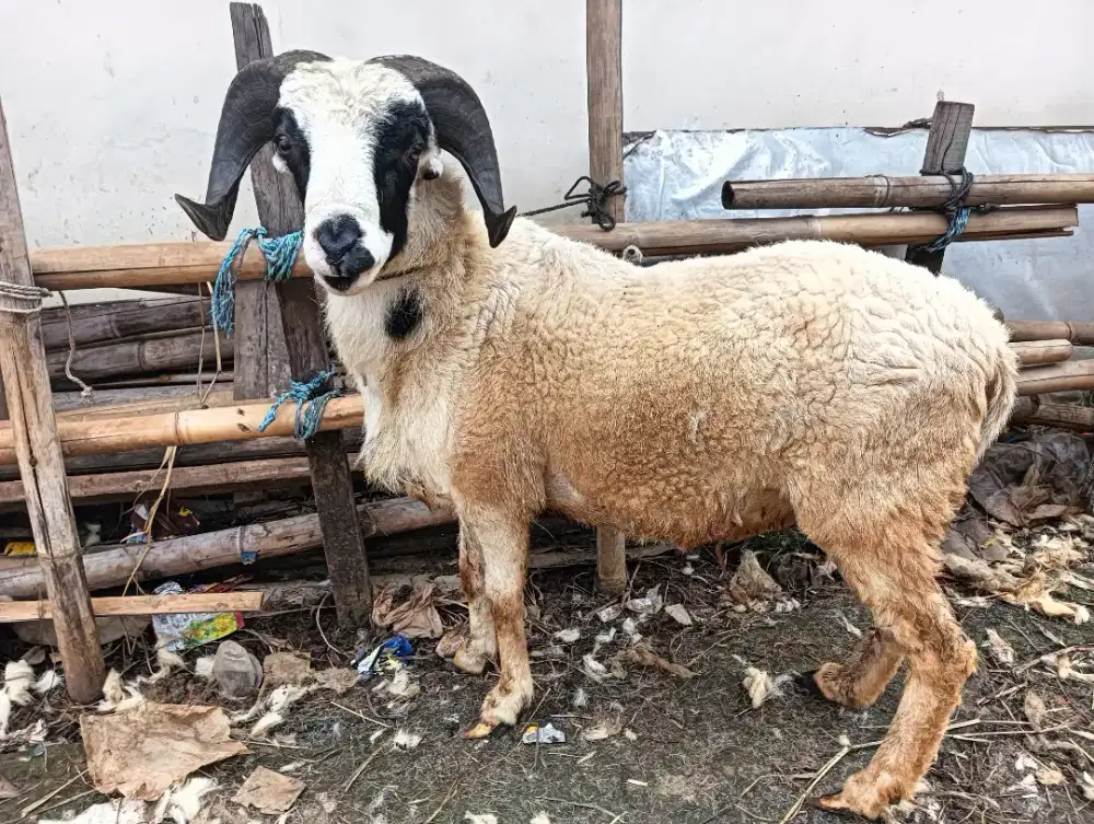 Jual Kambing dan Domba untuk Aqikah