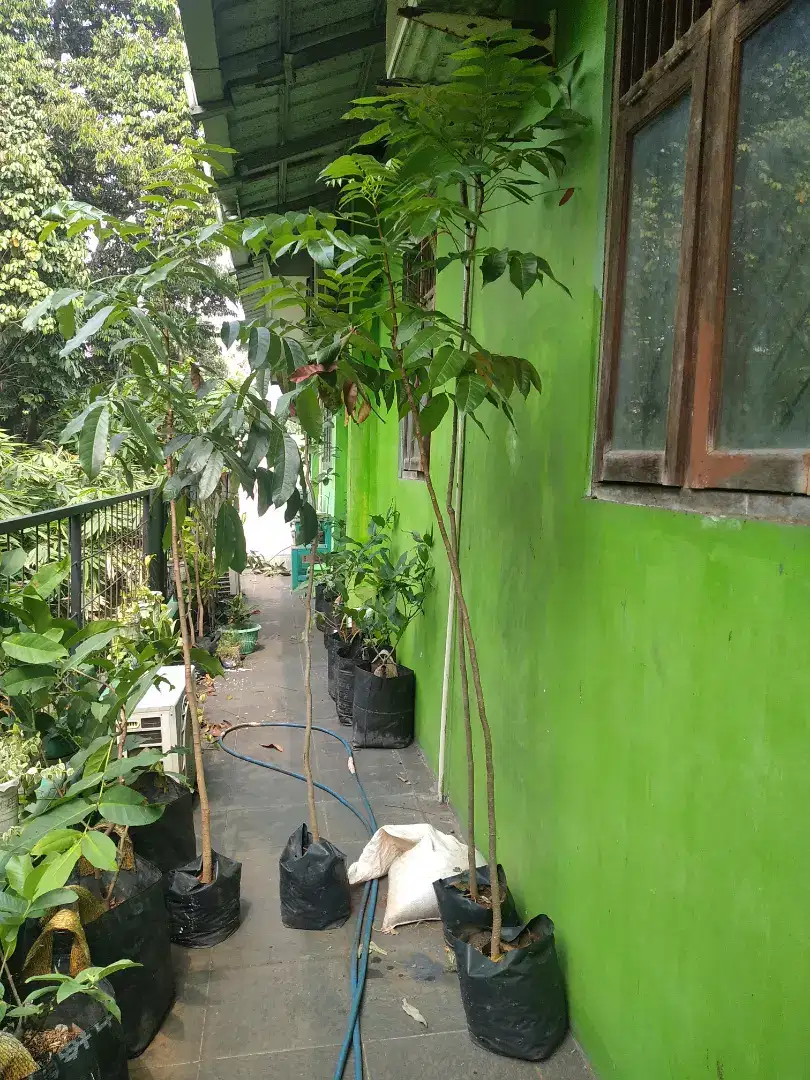 Pohon mahoni tinggi 3 meter