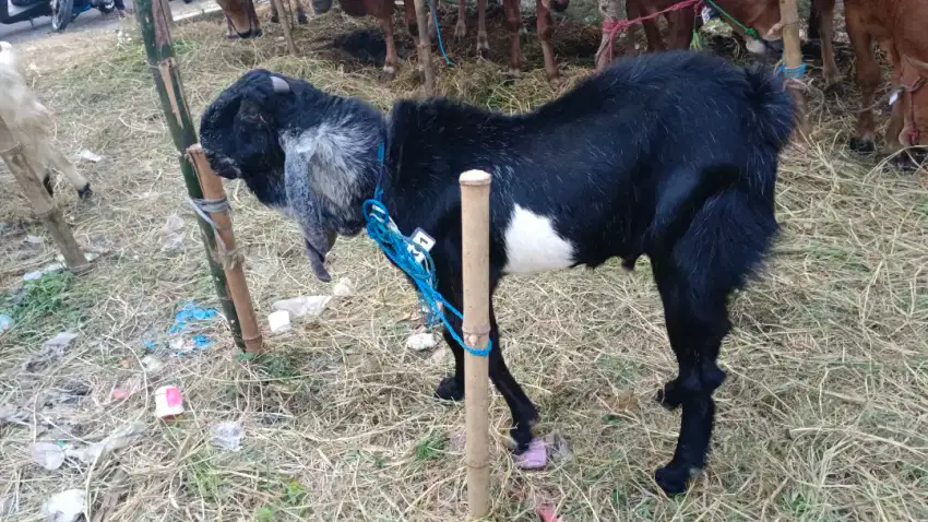 Kambing Qurban,Kambing Aqiqoh & Kambing Ternak Berkwalitas free ongkir