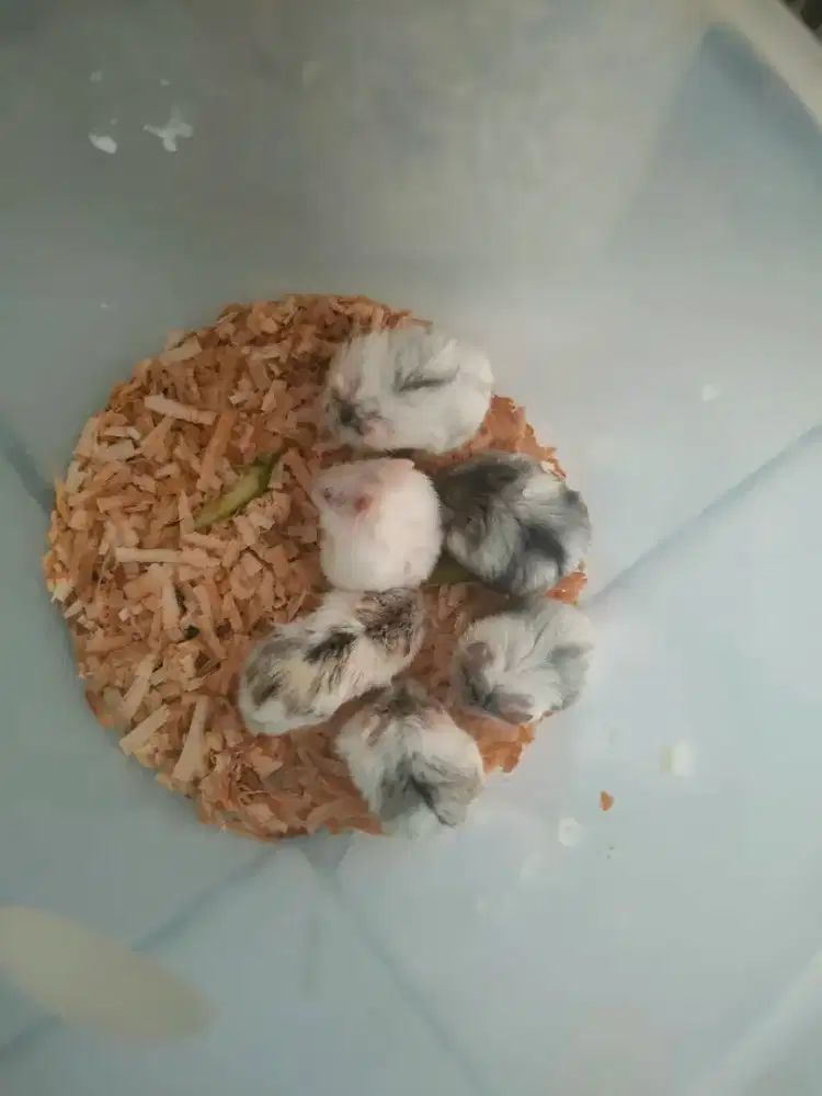 Hamster lucu dan sehat