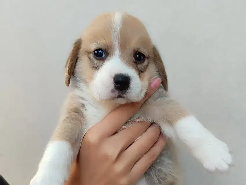 beagle lemon white