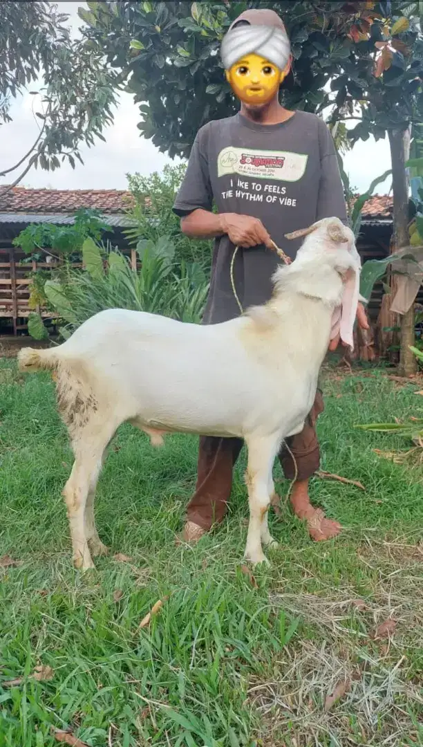 Kambing dan Domba Aqiqah, Qurban dan Pelihara / Kambing Jantan Betina