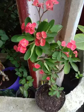 Bunga Euphorbia Merah