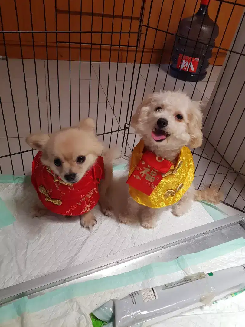Anjing poodle dan pomeranian betina