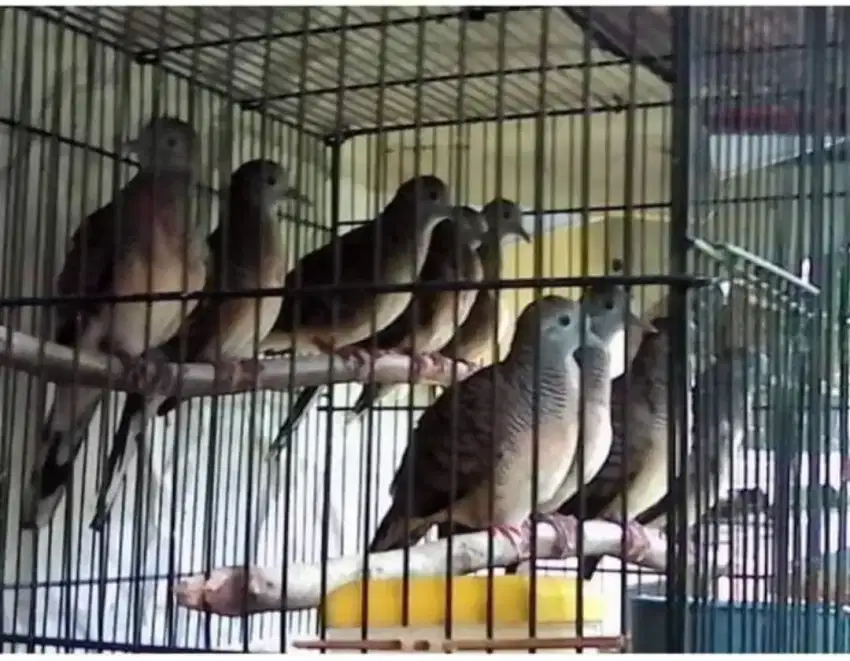 Perkutut lokal hasil jaring wajib borong