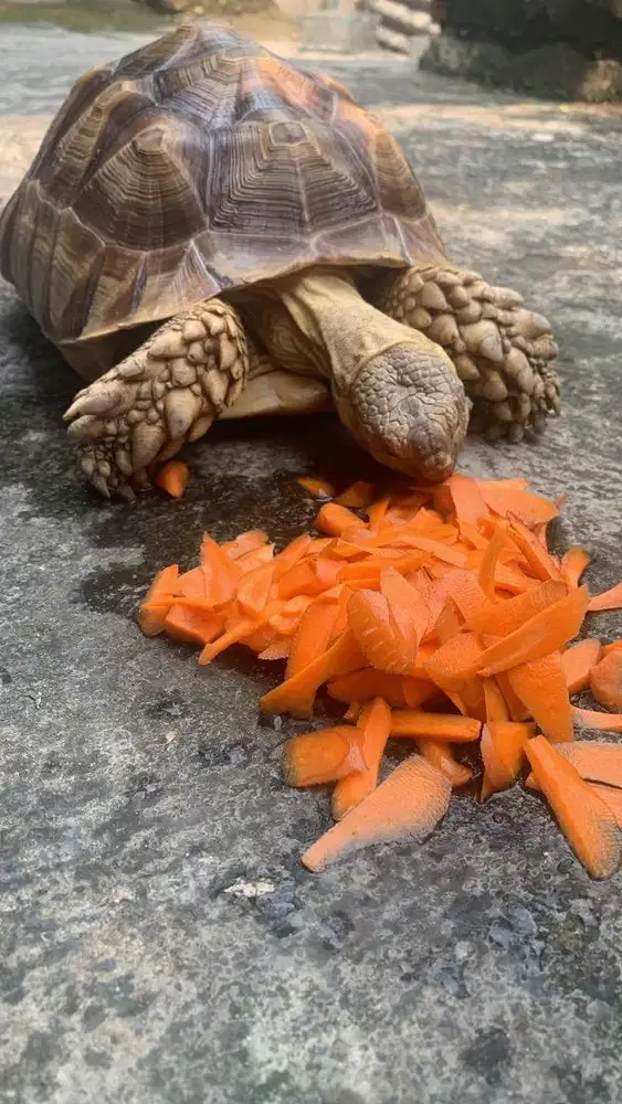 Kura Sulcata 35 cm up