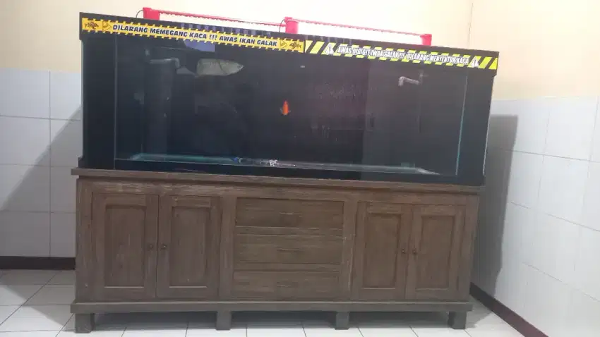 Ikan arwana Golden Red Dan Aquarium (tank)
