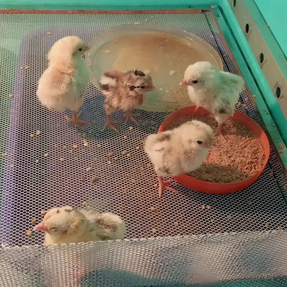 Anak ayam kate serama