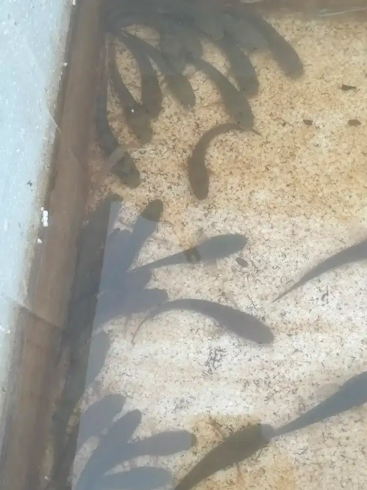 Bibit chana Ys dan asiatika, Cana albino