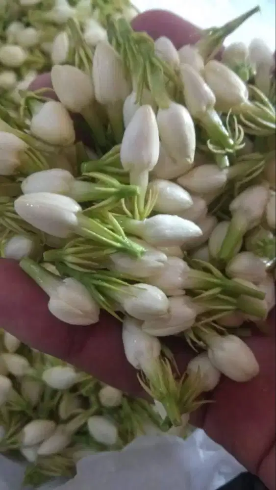 Melati Asli Bunga Melati Tabur Segar Wangi 400gr