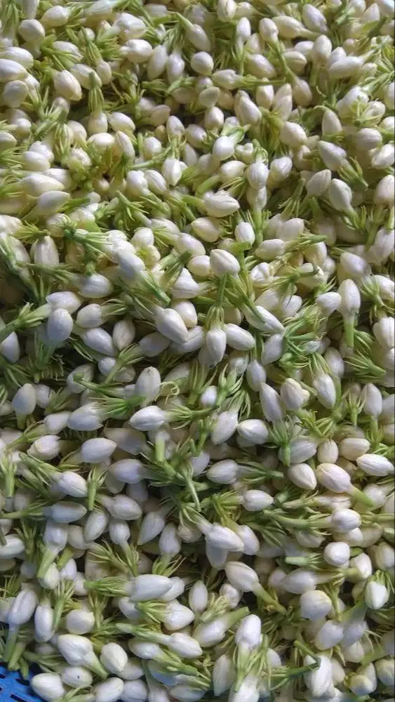 Melati Wangi Melati Tabur Asli Segar 900gr