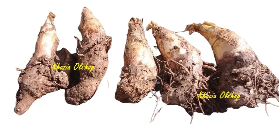 Benih Bunga Sedap Malam Kering Siap Tanam