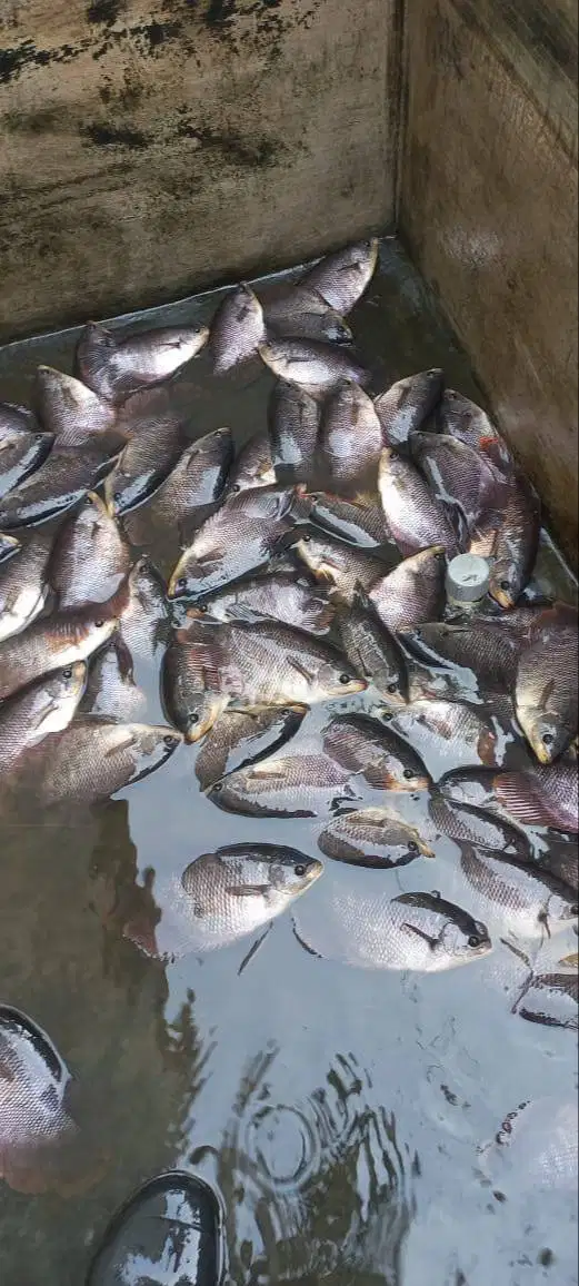 Ikan Gurame Istimewa