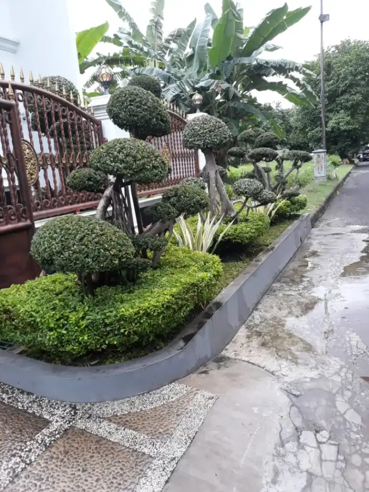 Jasa prawatan taman, dan jasa prawatan pohon buah