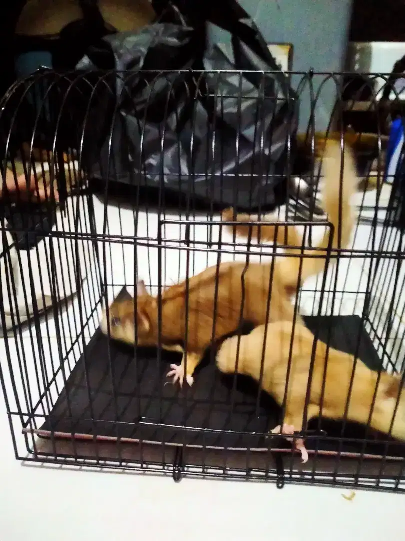 Sugar glider sepasang proven