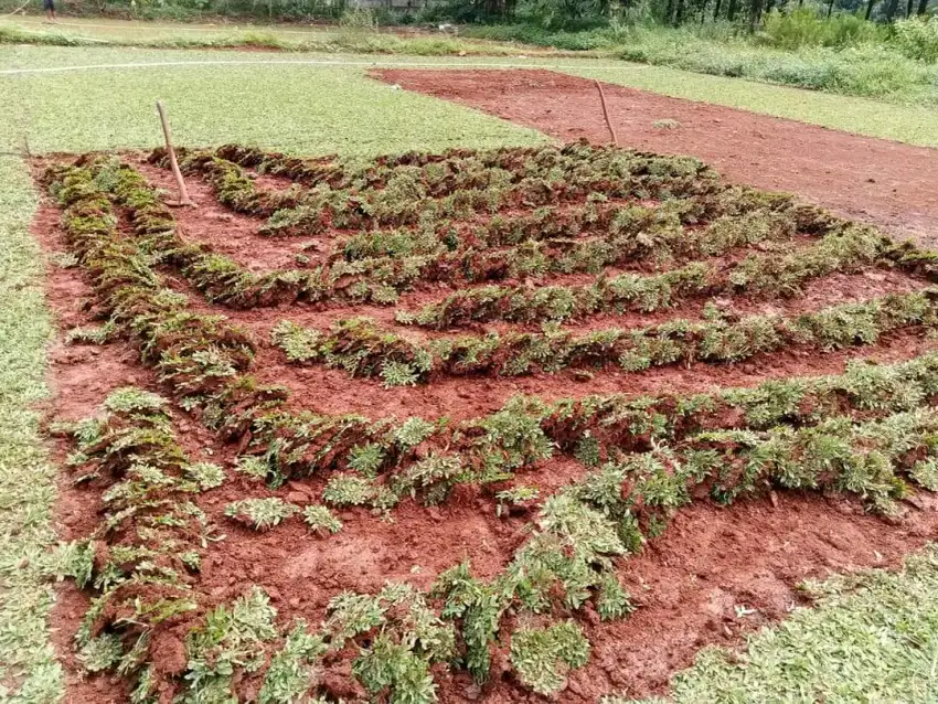 Rumput Gajah Mini Taman dan Lapangan