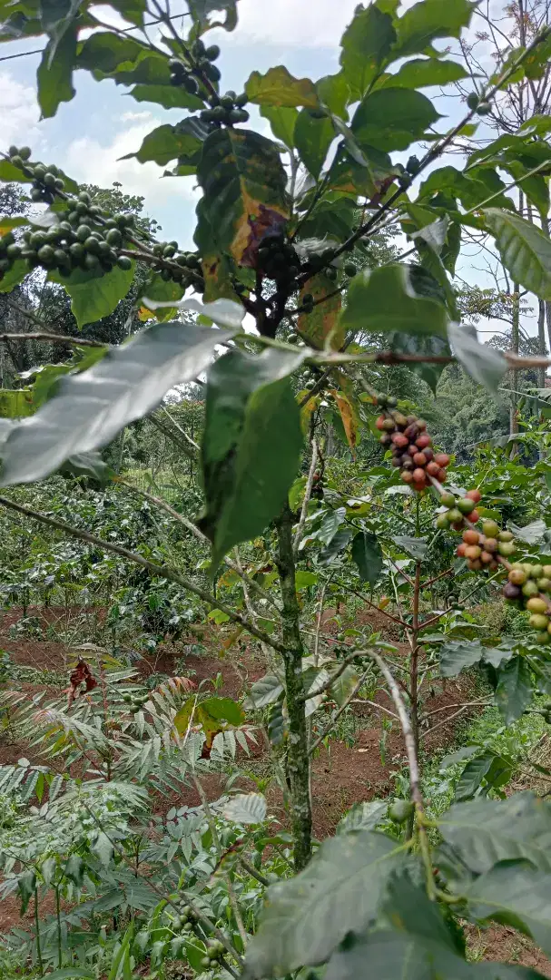 Dijual kebun kopi produktif siap panen