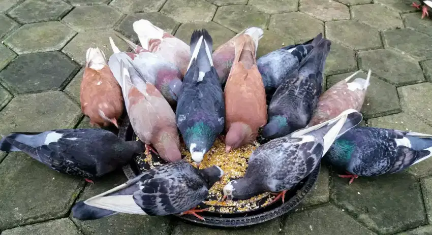 Burung dara merpati blantong plontang blorok putih