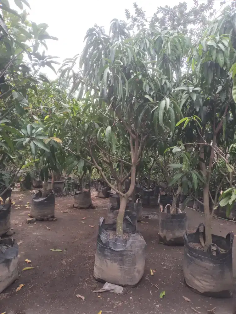 Pohon manggah red inpory