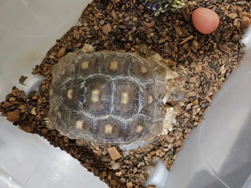 Kura Kura TORTOISE Sulcata