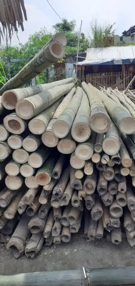 Bambu Gombong Panjang 6 Meter