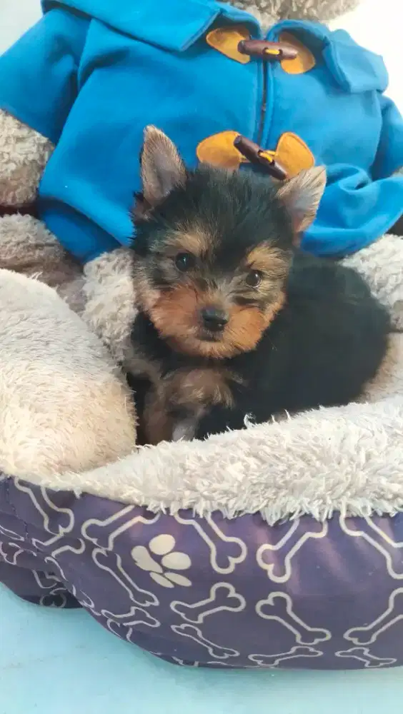 Jual Puppy Yorkshire Terrier Yorkie Anakan Anjing Murah Berkualitas