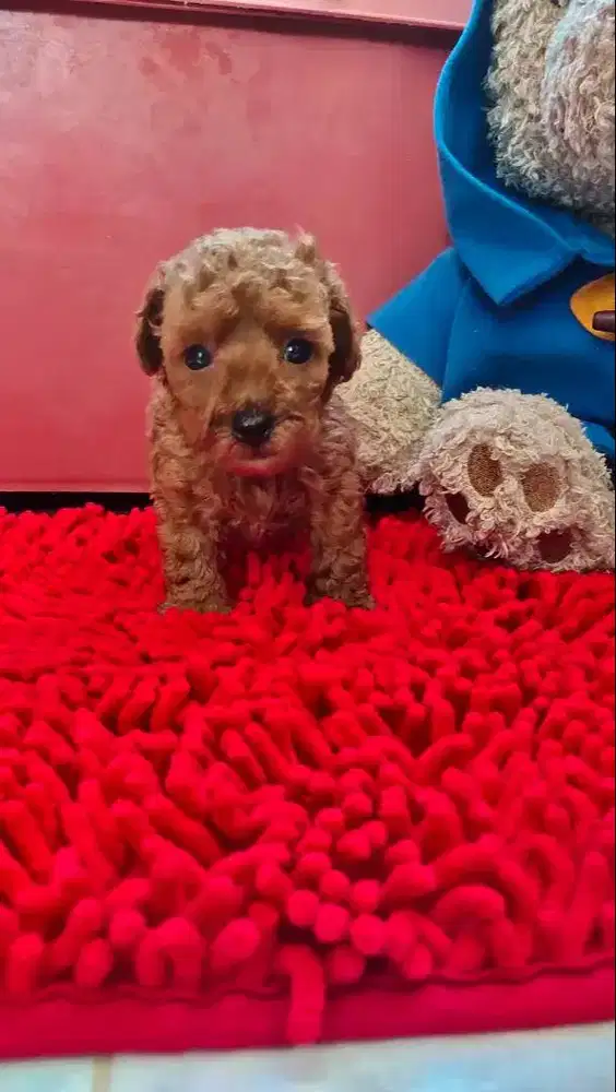 Jual Anakan anjing Toy Poodle Puppy Murah Berkualitas