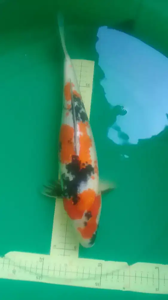 Ikan koi Showa Kanoko 42cm bagus unik