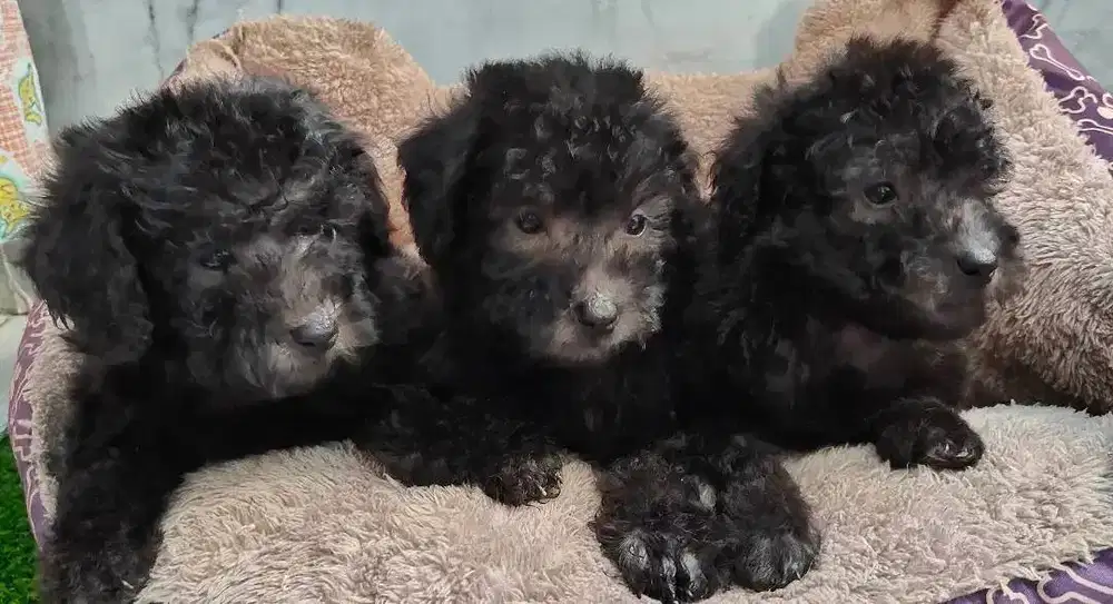 Puppy Light silver toy poodle Jantan MURAH ANAKAN ANJING