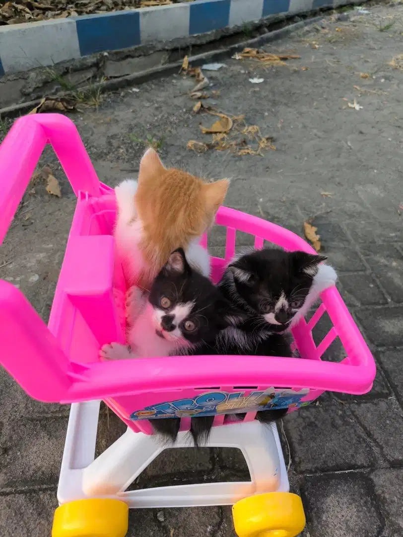 Anakan bsh X munchkin NS