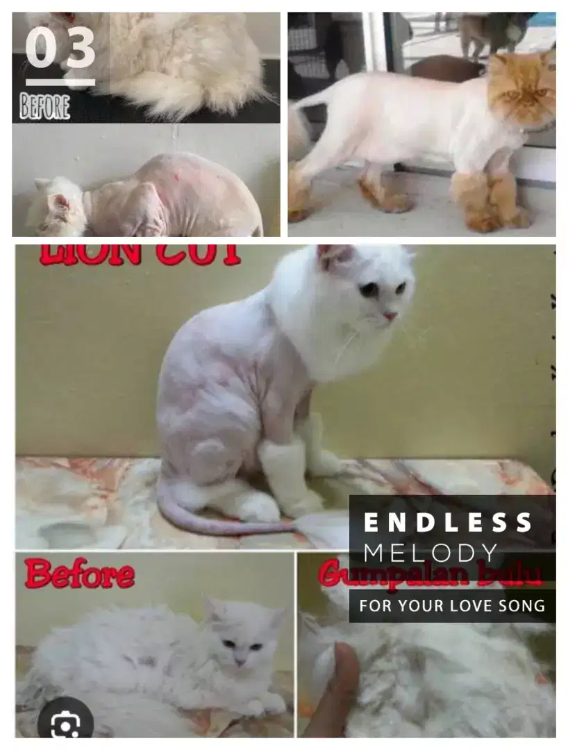 Lion cut atau cukuru kucing panggilan